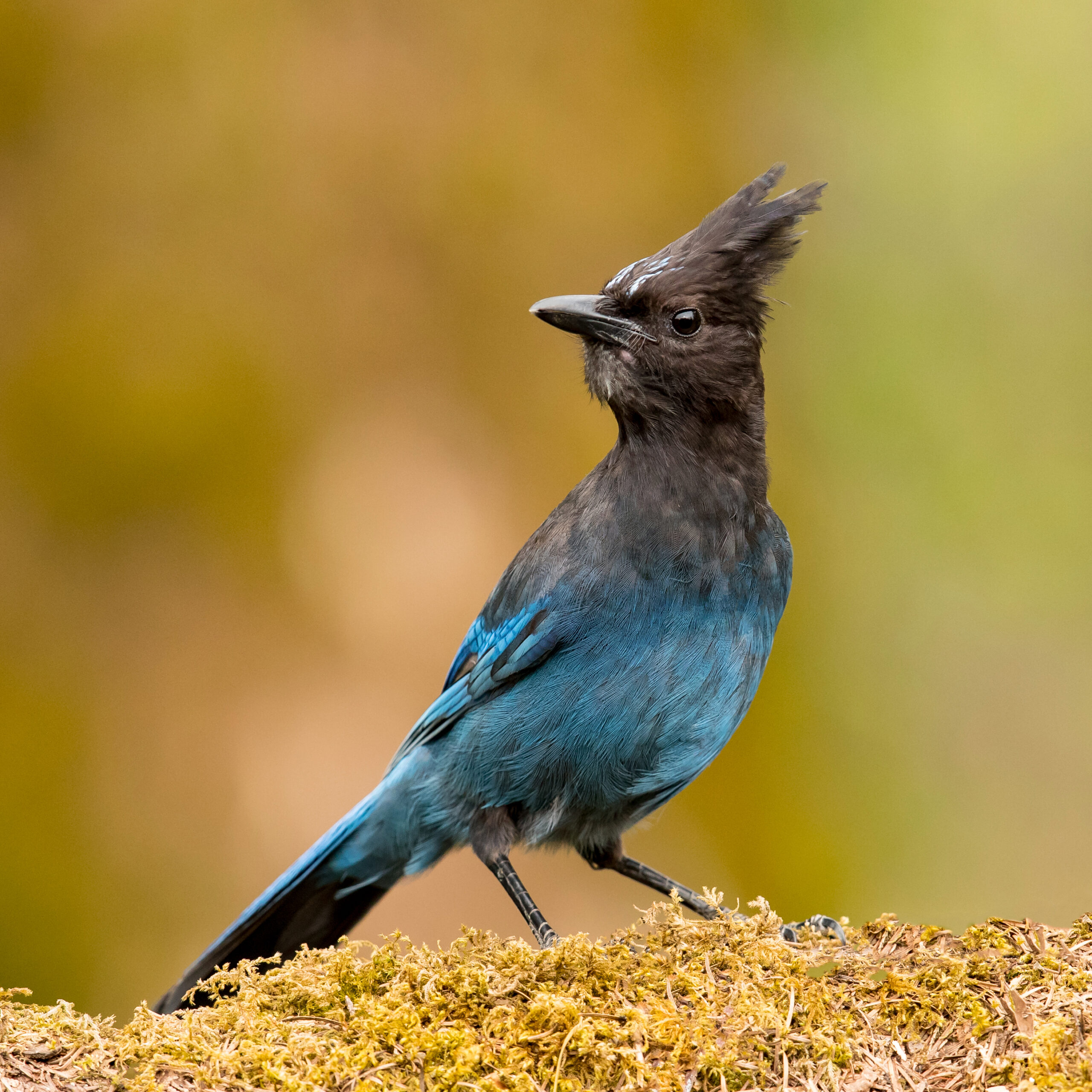 Steller’s Jay