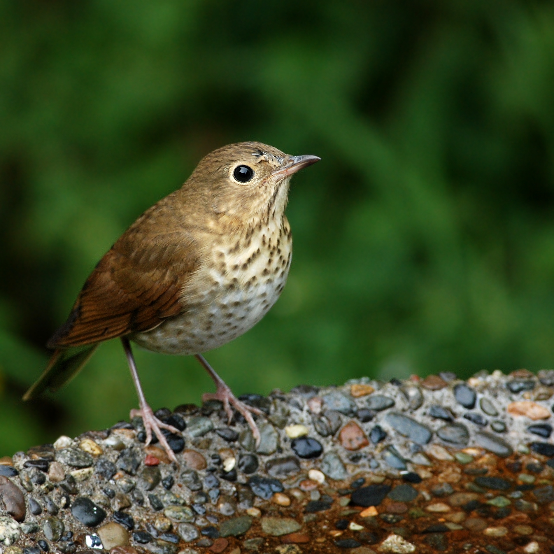 Swainson’s Thrush