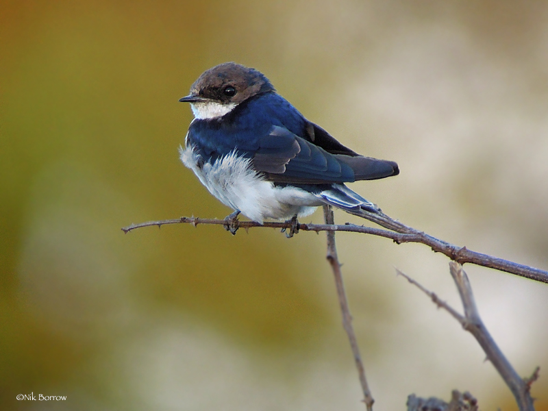 Tree Swallow