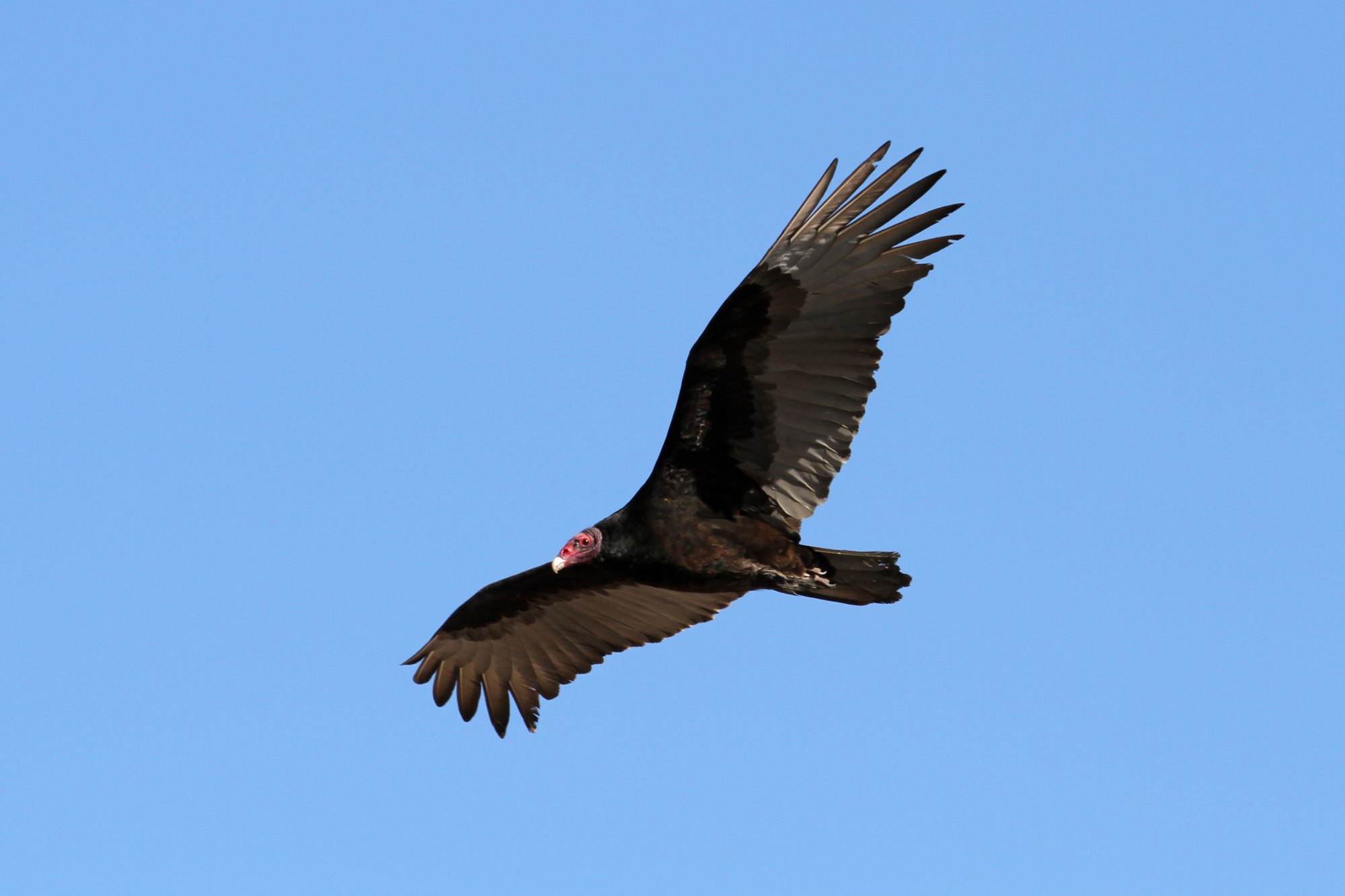 Turkey Vulture