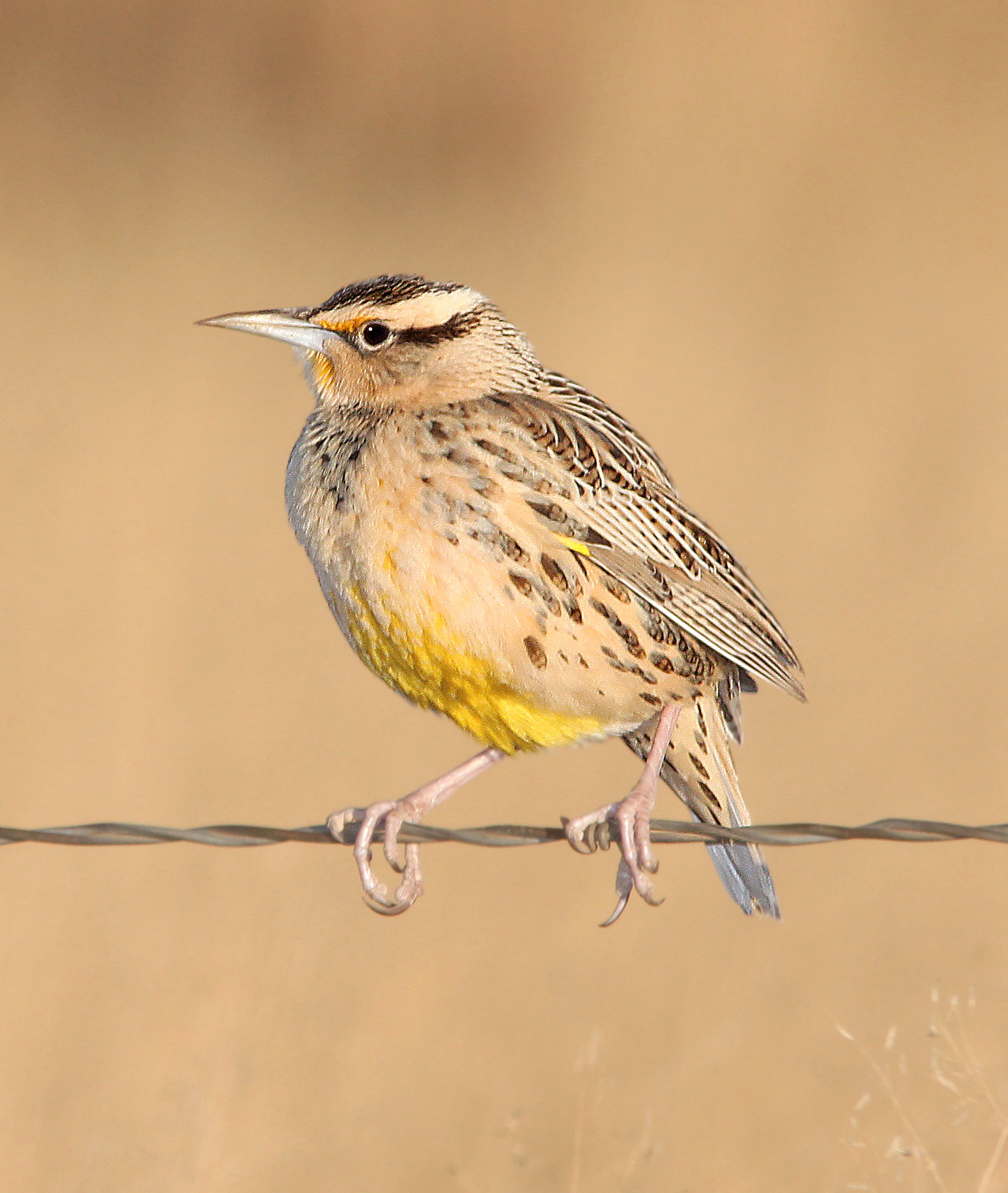 Western Meadowlark