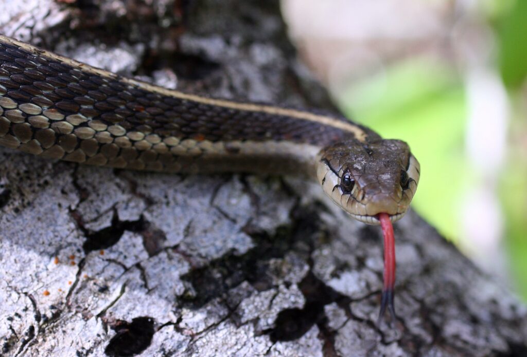 Western Terrestrial Garter Snake - Sierra Nevada Aquatic Research ...